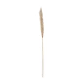 dos-pampas-pluma-fibra-clara-capim-dos-pampas_st0.jpg
