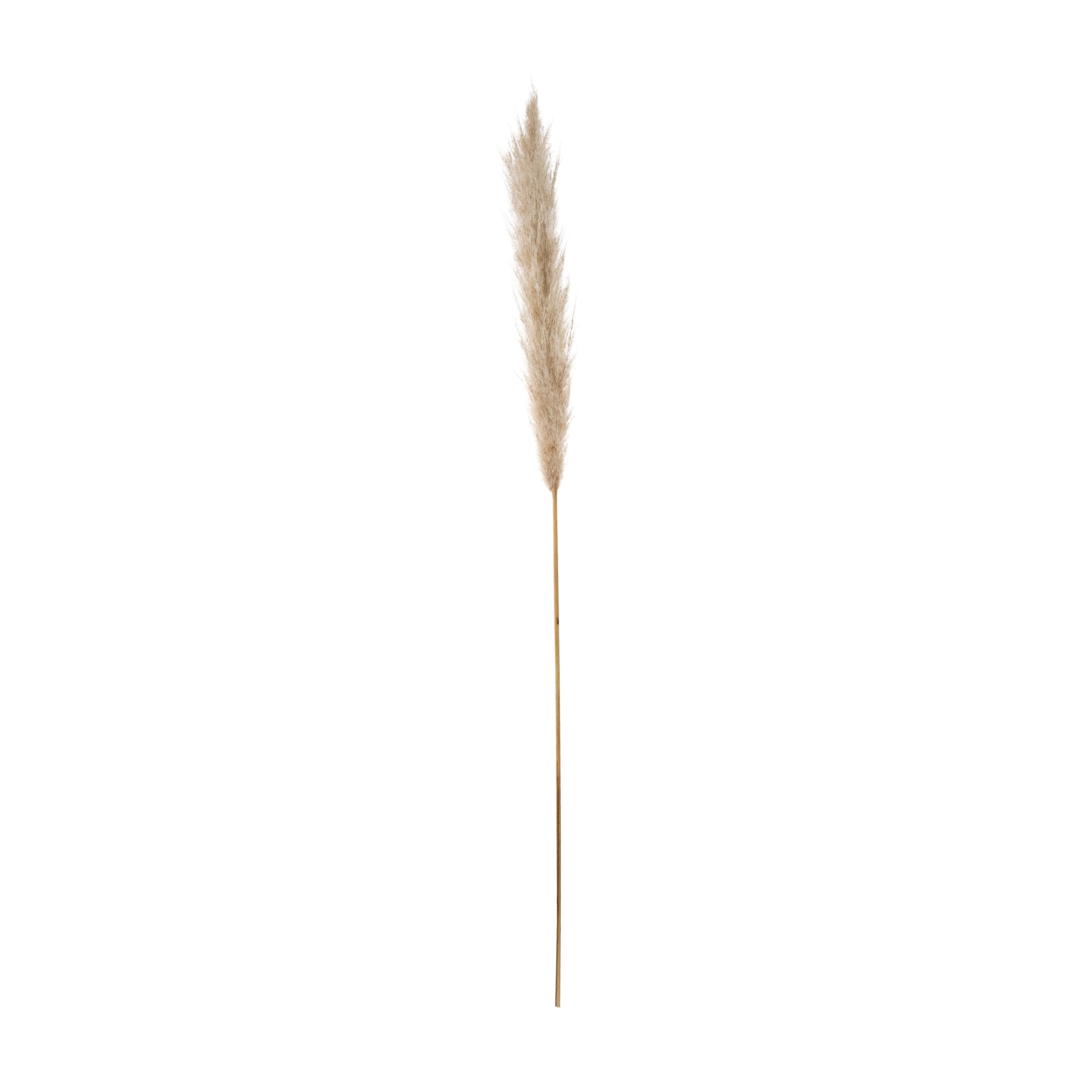 dos-pampas-pluma-fibra-clara-capim-dos-pampas_st0.jpg