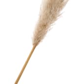 dos-pampas-pluma-fibra-clara-capim-dos-pampas_st1.jpg