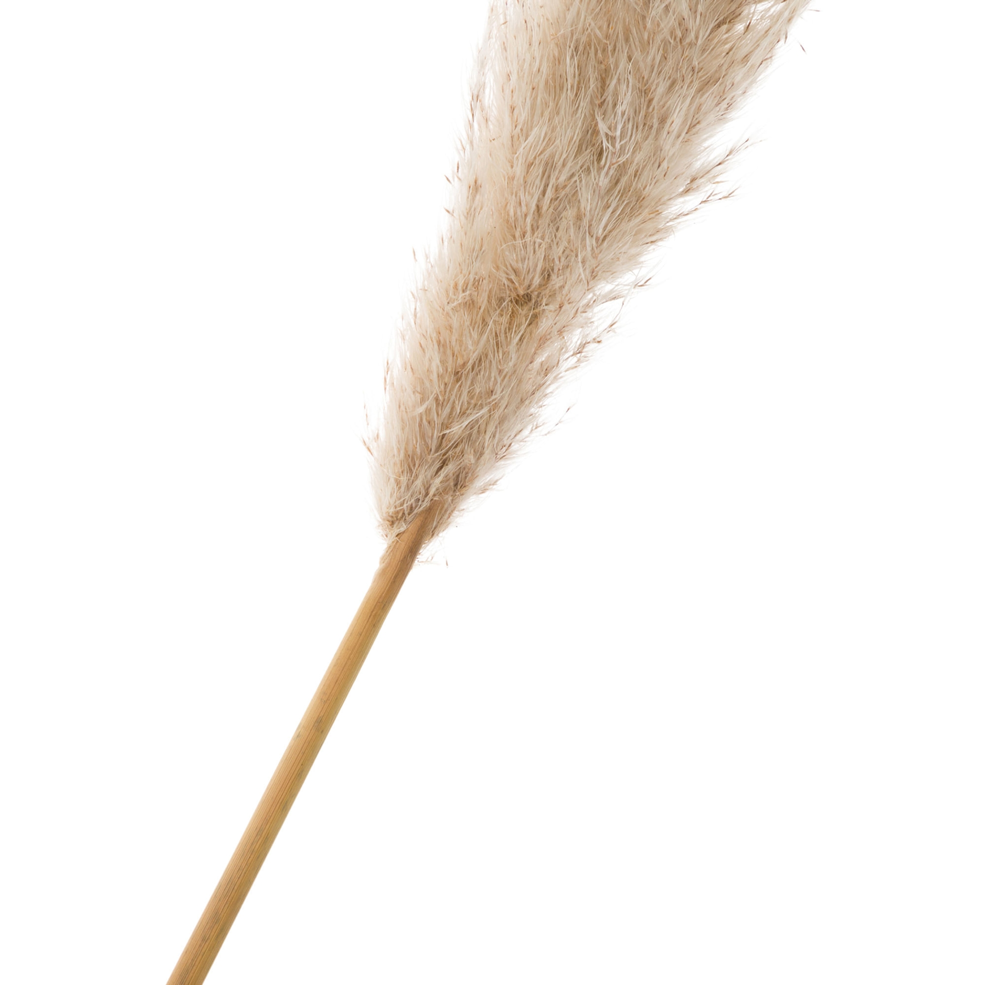 dos-pampas-pluma-fibra-clara-capim-dos-pampas_st1.jpg